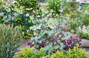 Cercis griffithii Blue Lagoon